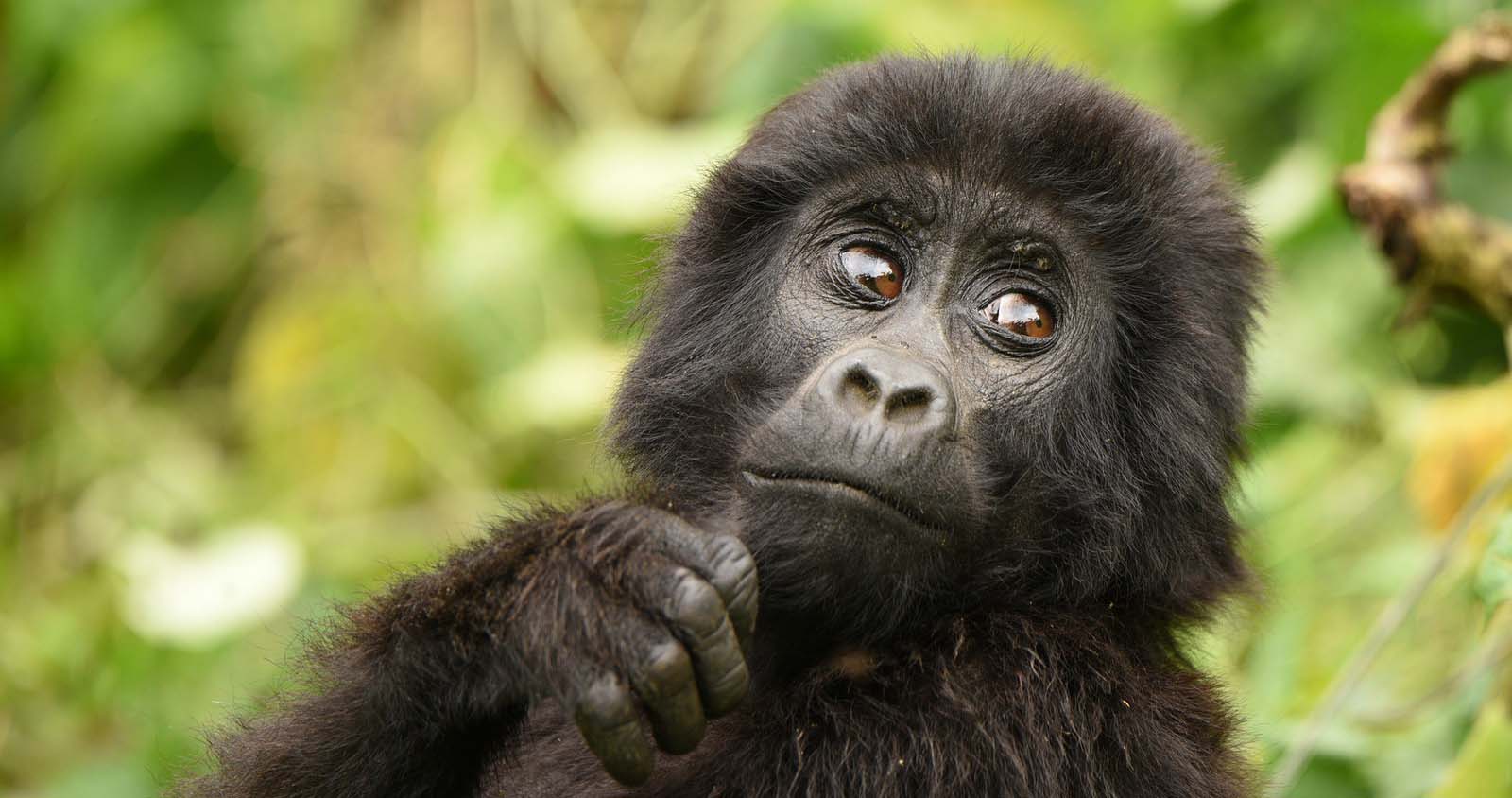 What makes Rwanda gorilla trekking very popular and unique